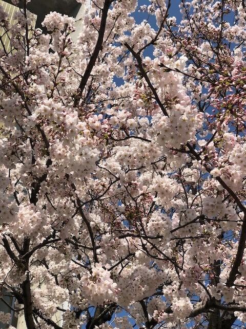 sakura